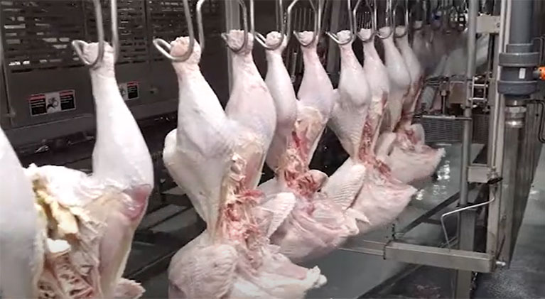 Chicken Slaughterhouse Process