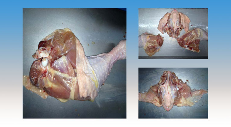 Processed-Chicken-Legs