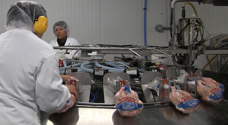 Automated production vacuum packaged hens