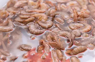 small shrimp in liquid
